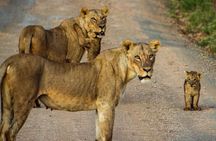 Nairobi National Park and Giraffe Center Daily Tours.