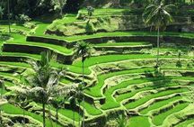Bali: Waterfall Tour and Ubud Monkey Forest Private Day Trip