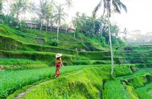 Best of Ubud Waterfalls Tour, Monkey Forest and Rice Terrace