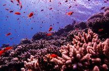 Scuba Dive and Explore Aqaba's Red Sea with a Private Guide