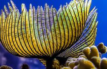 Scuba Dive and Explore Aqaba's Red Sea with a Private Guide