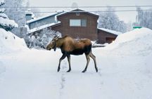 Anchorage's Winter City Tour = Samples + Stops + WildLife