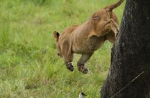 1-Day Mikumi National Park Fly-In Safari from Zanzibar