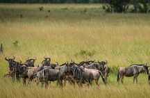1-Day Mikumi National Park Fly-In Safari from Zanzibar