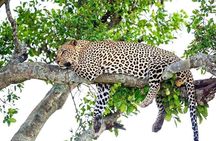 4 Days Akagera Wildlife and Bwindi Gorilla trek 