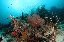 Scuba Diving Menjangan Island