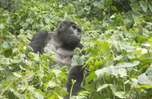 Private 2 Days Volcano Golden Monkey and Bwindi Gorilla Trek