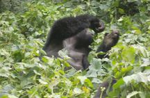 4 Days Akagera Wildlife and Bwindi Gorilla trek 