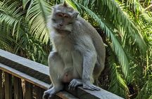 Full Day Ubud Tanah Lot Uluwatu All Inclusive Private Tour