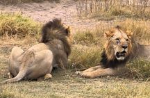 Nairobi national park game drive - Morning /evening 