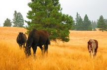 Wild Horse Island Flathead Lake Kayak Tour