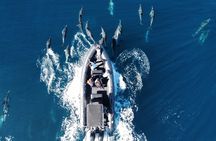 Dolphin & Whale Watching