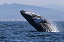 Dolphin & Whale Watching