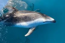 Dolphin & Whale Watching