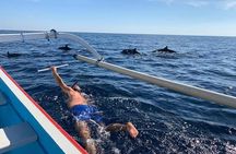 Lovina Dolphin Watching, Swimming, and Snorkeling Experience