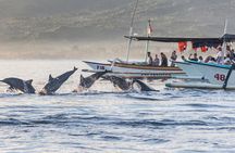 Lovina Dolphin Watching, Swimming, and Snorkeling Experience