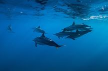 Lovina Dolphin Watching, Swimming, and Snorkeling Experience