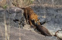 From Jaipur: 2 Days Private Tour of Ranthanbore Tigers Safari