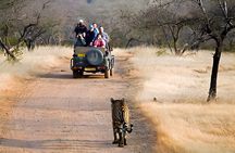 From Jaipur: 2 Days Private Tour of Ranthanbore Tigers Safari