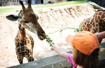 Bangkok: Safari world & Marine park 