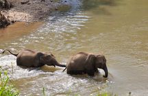 3-in-1: Doi Inthanon Tour, Elephant Sanctuary, and Trekking Trail