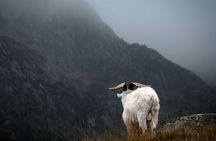 From London: North Wales, Snowdonia, Caernarfon Castle Rail Tour
