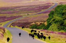 North York Moors with Steam Train to Whitby