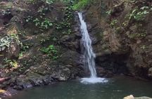 4 Hour Private Guided Tour in Osa Jungle 