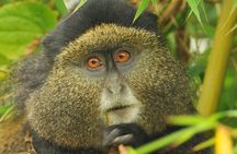3 Days Private Bwindi Gorillas and Volcanoes Golden Monkey Trek