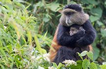 3 Days Private Bwindi Gorillas and Volcanoes Golden Monkey Trek