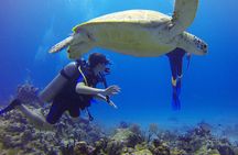 Paracas: Dive Discovery Scuba - Diving in Paracas 