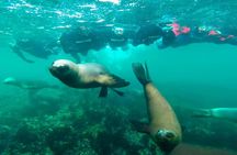 Paracas: Dive Discovery Scuba - Diving in Paracas 