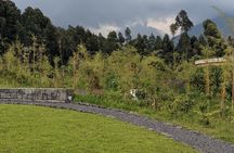 Full Day Private Golden Monkey Tour