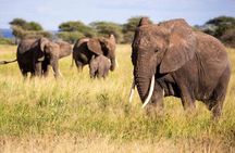 6 Day Safari to Amboseli National Park Lake Nakuru and Masai Mara