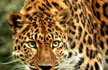 6 Day Safari to Amboseli National Park Lake Nakuru and Masai Mara