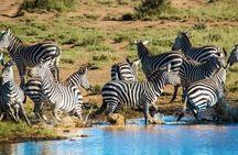 6 Day Safari to Amboseli National Park Lake Nakuru and Masai Mara