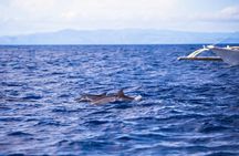 Bohol: Turtle Sanctuary Snorkeling and Boat Tour with Lunch
