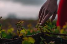 Santorini Wine Tour: Volcanic Vineyards & Secret Sunset View