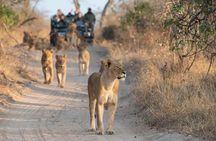 Private Full Day Kruger National Park Safari Tour from Hoedspruit