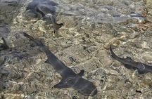 Visit the Shark Bay on the island of Sal