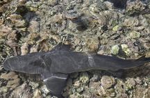 Visit the Shark Bay on the island of Sal