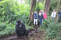 4 Days Gorilla Trekking, Lake Bunyonyi and Rwanda National Parks 