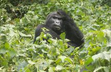 6 Day Golden Monkey, Nyungwe Chimps, Lake Kivu and Gorilla Trek