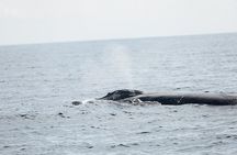Whale Watching in San Jose del Cabo