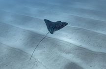 Snorkeling in San Jose del Cabo