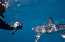 Shark Safari in San Jose del Cabo