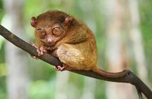 Full Day Private Tour to Bohol Countryside From Cebu City