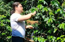 Coffee Tour in Lake Atitlán