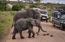 4-Day Amboseli National Park Safari on 4x4 Landcruiser Jeep