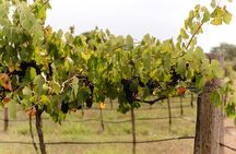 Rutherglen Wine Tour